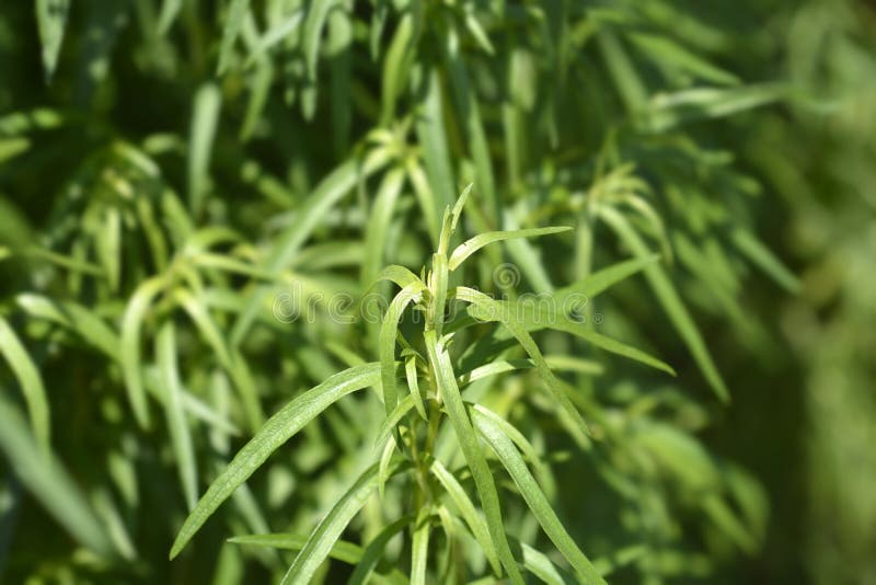 Tarragon leaves stock photo. Image of plant, dracunculus 235954910