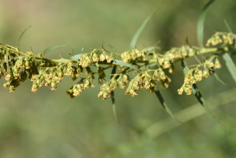 Tarragon stock photo. Image of perennial, close, dracunculus 236445676