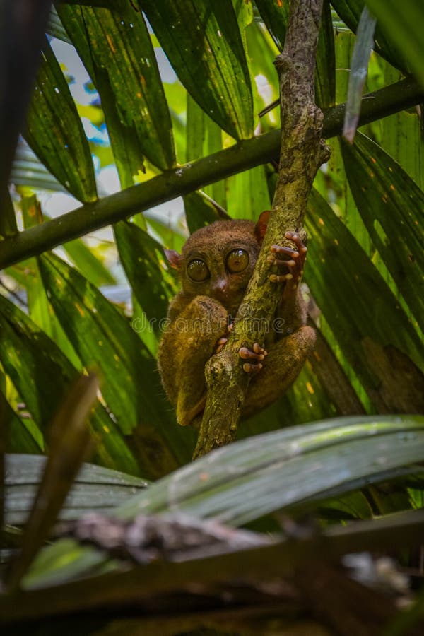 Tarsier in Bohol, Philippines royalty free stock photo Tarsier in Bohol, Philippines royalty free stock photo