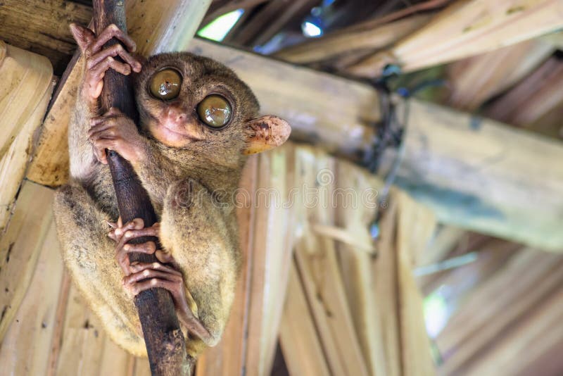 Tarsier on a Branch in a Hut in Bohol, Philippines, Asia Stock Image -  Image of animal, furry: 123173091