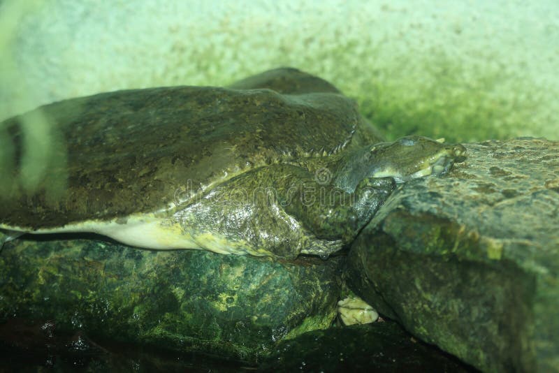 Tartaruga de agarramento do jacaré foto de stock