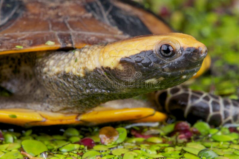Tartaruga-de-cabeça-chata foto de stock royalty free