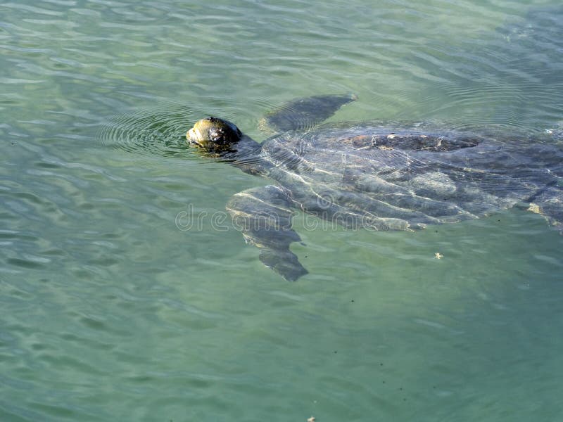 A tartaruga de mar da boba, caretta do Caretta é inalada, Isabela Island, Galápagos, Equador foto de stock royalty free A tartaruga de mar da boba, caretta do Caretta é inalada, Isabela Island, Galápagos, Equador foto de stock royalty free