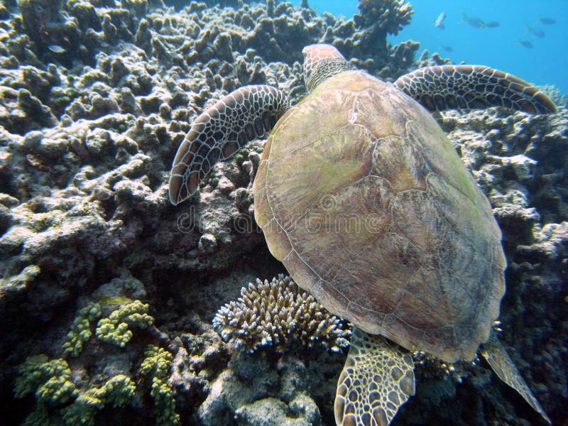 Tartaruga de mar e recife coral