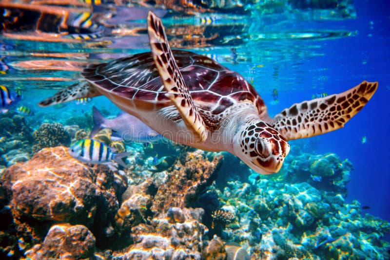 A tartaruga de mar nada sob a água no fundo dos recifes de corais