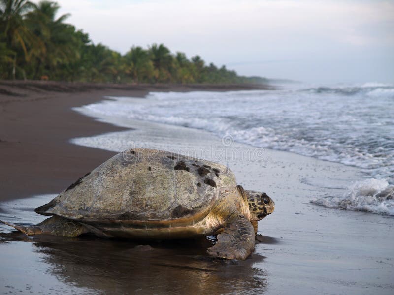 Tartaruga de mar no parque nacional de Tortuguero, Costa-Rica
