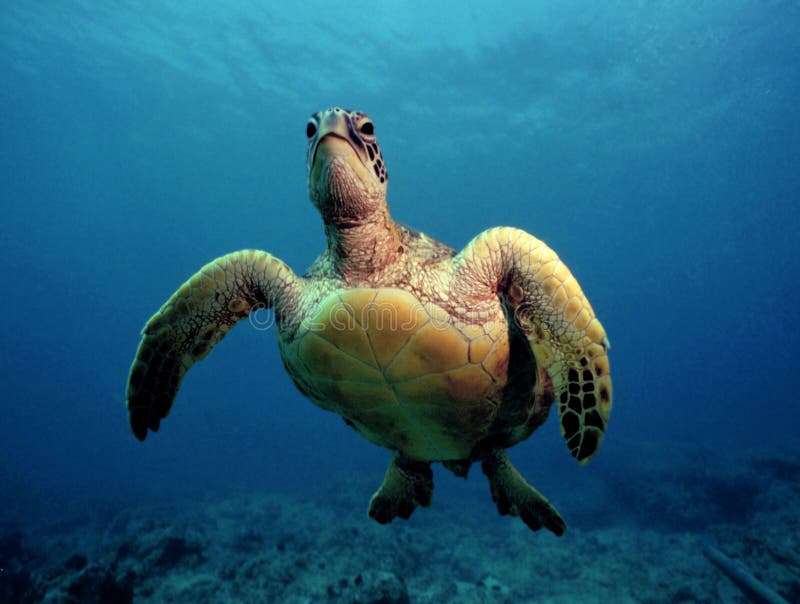 Tartaruga de mar verde curiosa - Oahu