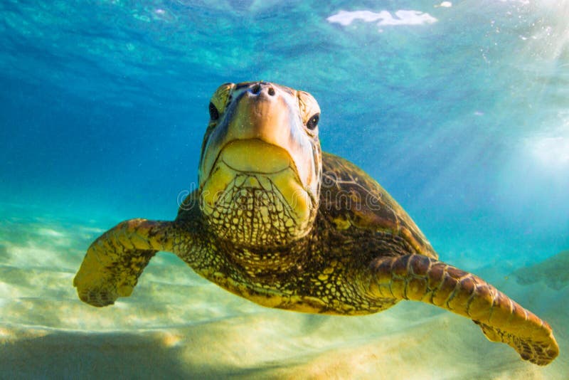 Tartaruga de mar verde havaiana que cruza nas águas mornas do Oceano Pacífico