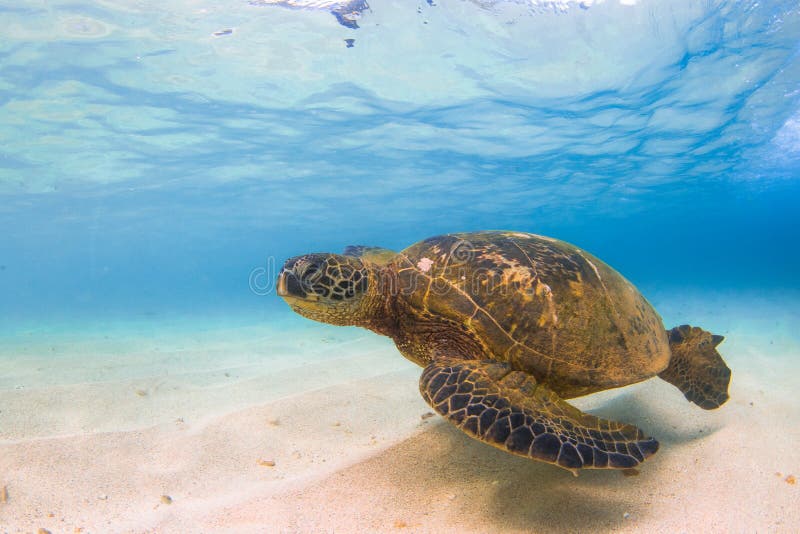 Tartaruga de mar verde havaiana que cruza nas águas mornas do Oceano Pacífico