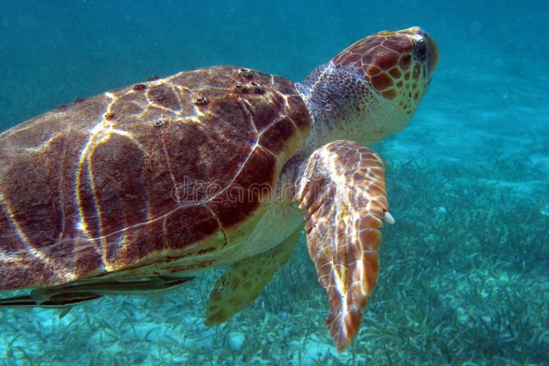Tartaruga di mare fotografie stock libere da diritti