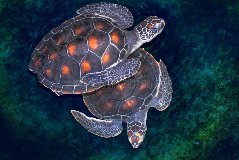 Tartaruga di mare di Hawksbill immagini stock libere da diritti Tartaruga di mare di Hawksbill immagini stock libere da diritti