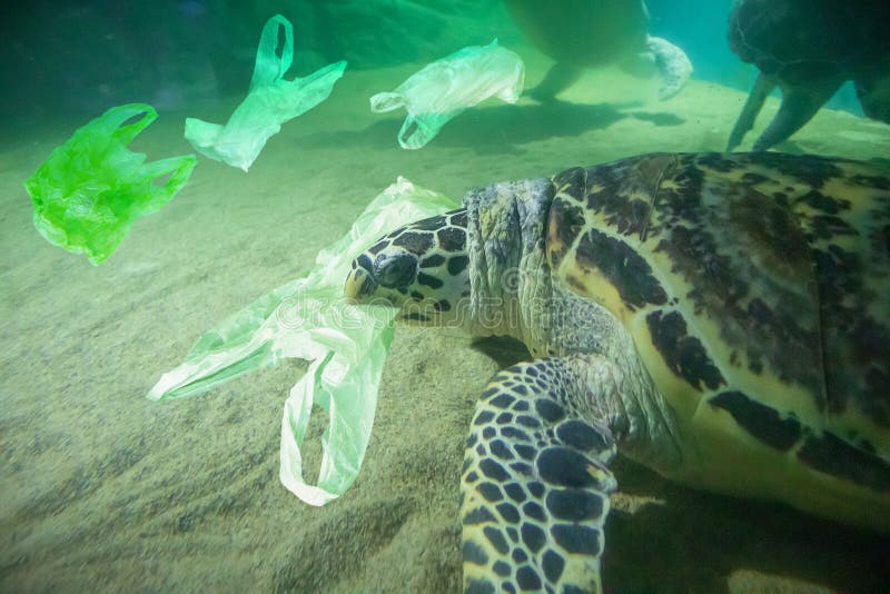 Tartaruga di mare mangiare concetto dell'inquinamento marino del sacchetto di plastica