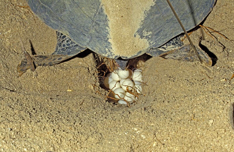 Tartaruga-do-mar verde chelonia mydas fêmeas colocando ovos no ninho na malásia da praia