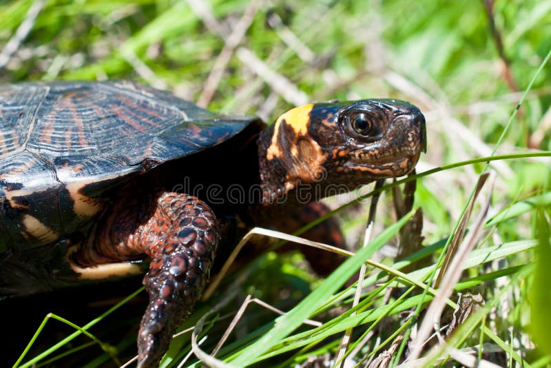 A close up of a Bog Turtle in its natural habitat. A close up of a Bog Turtle in its natural habitat.