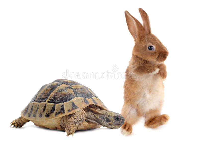 Tartaruga e coelho fotografia de stock royalty free Tartaruga e coelho fotografia de stock royalty free