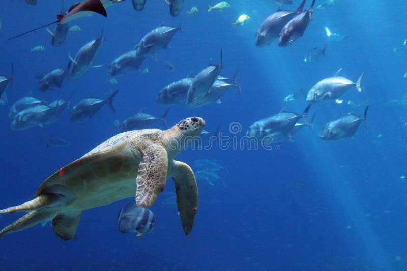 Tartaruga e peixes de mar subaquáticos em um aquário imagens de stock Tartaruga e peixes de mar subaquáticos em um aquário imagens de stock