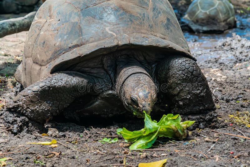 Aldabra giant tortoise eating cabbage, Turtle in Zanzibar, Tanzania. Aldabra giant tortoise eating cabbage, Turtle in Zanzibar, Tanzania