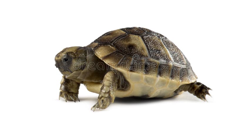 Tartaruga neonata, isolata fotografia stock libera da diritti Tartaruga neonata, isolata fotografia stock libera da diritti