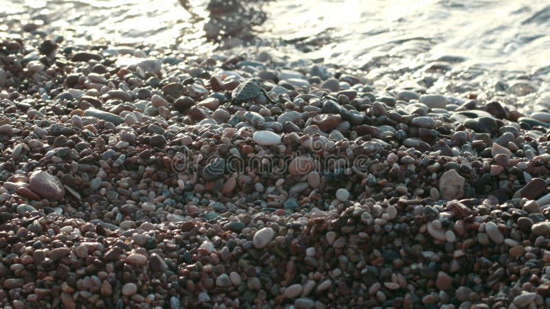 Tartaruga pequena que anda à água do oceano Tartaruga do bebê que rasteja na praia ao mar
