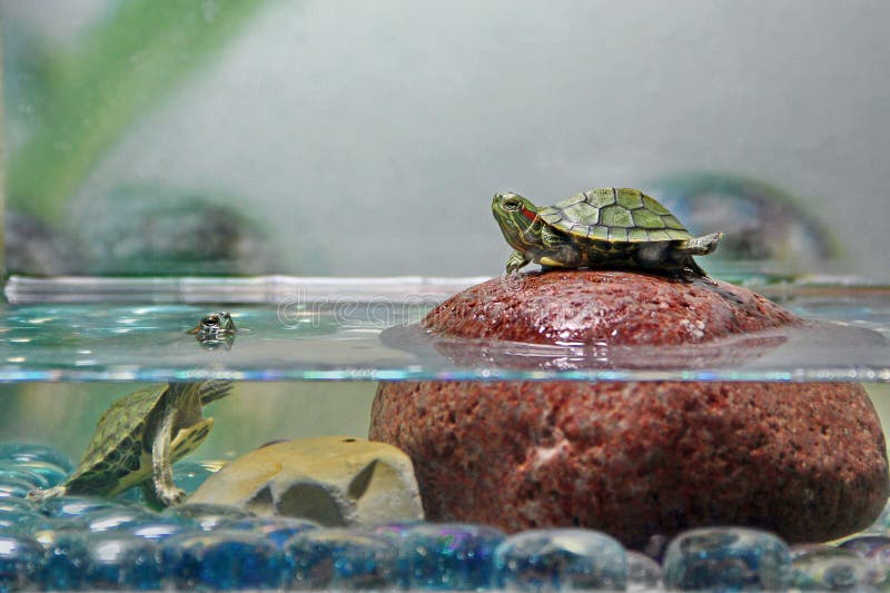 Two baby water green turtles play in an aquarium on a rock. Two baby water green turtles play in an aquarium on a rock