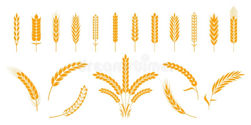 Tarwe en roggeoren De korrels en de elementen van de gerstrijst voor beerembleem of organisch landbouwvoedsel De vector isoleerde stock illustratie Tarwe en roggeoren De korrels en de elementen van de gerstrijst voor beerembleem of organisch landbouwvoedsel De vector isoleerde stock illustratie