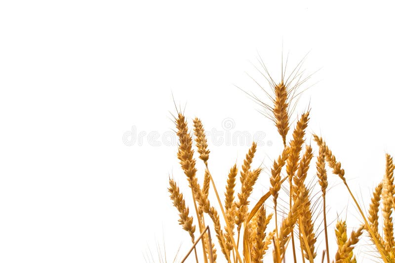 Tarweoren op het gebied op witte achtergrond stock afbeeldingen Tarweoren op het gebied op witte achtergrond stock afbeeldingen