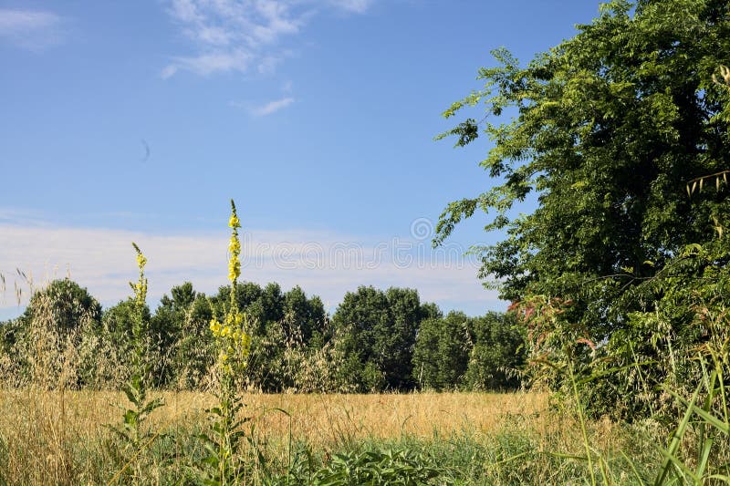 Wheat field bordered by wild flowers with a grove afar in summer in the italian countryside. Wheat field bordered by wild flowers with a grove afar in summer in the italian countryside