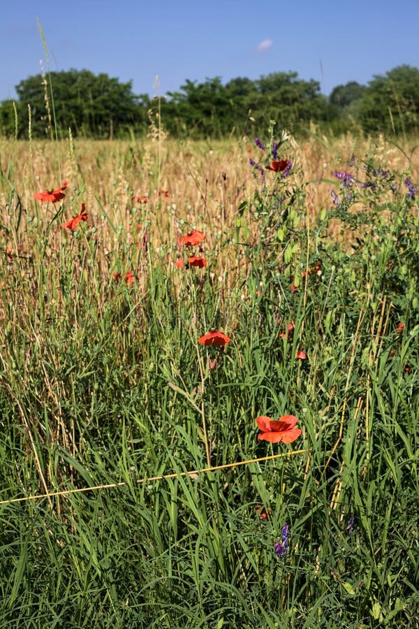 Wheat field bordered by wild flowers with a grove afar in summer in the italian countryside. Wheat field bordered by wild flowers with a grove afar in summer in the italian countryside