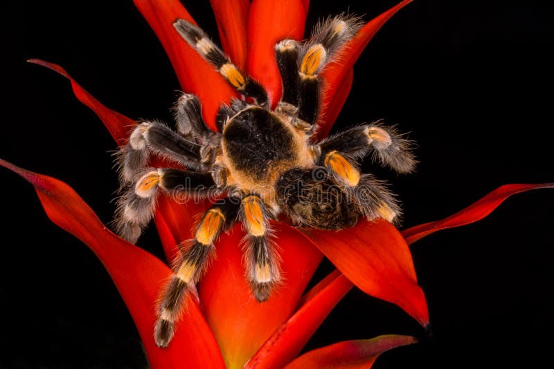Tarántula mexicana del redknee en una planta fotografía de archivo libre de regalías Tarántula mexicana del redknee en una planta fotografía de archivo libre de regalías