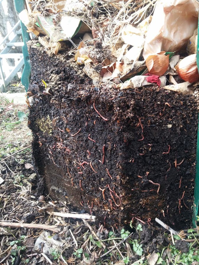 Compost worms into compost heap. Compost worms into compost heap