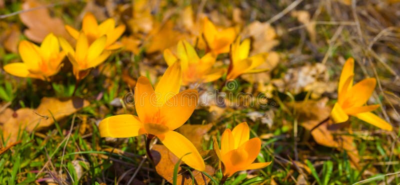 Tas de fleurs de crocus jaunes sauvages dans l'herbe sur la pente de la colline. Closeup heap de fleurs de crocus jaune sauvage dans l'herbe sur le talus de colline