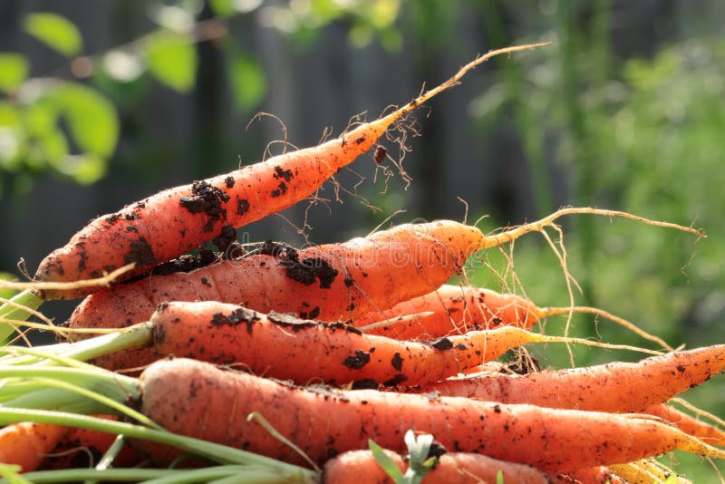 Tas des carottes fraîchement sélectionnées se trouvant au sol image stock Tas des carottes fraîchement sélectionnées se trouvant au sol image stock
