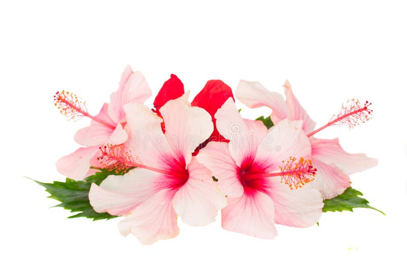 Tas des fleurs de ketmie photos stock Tas des fleurs de ketmie photos stock