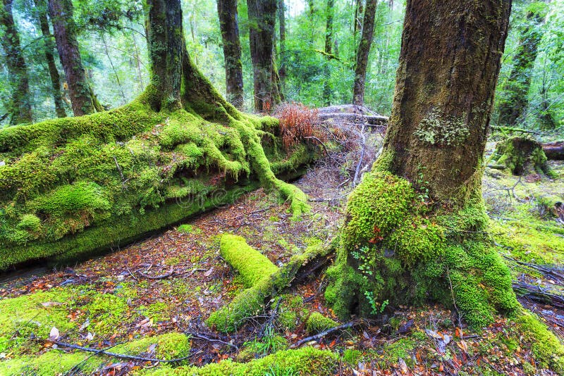 Thick tree trunks covered by green moss in rainforest of Tasmania - Franklin-Gordon national park of wild rivers. Thick tree trunks covered by green moss in rainforest of Tasmania - Franklin-Gordon national park of wild rivers