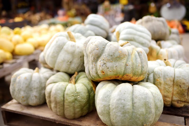Tas géant de grands bio potirons sains frais à la ferme agricole à l'automne photo stock Tas géant de grands bio potirons sains frais à la ferme agricole à l'automne photo stock