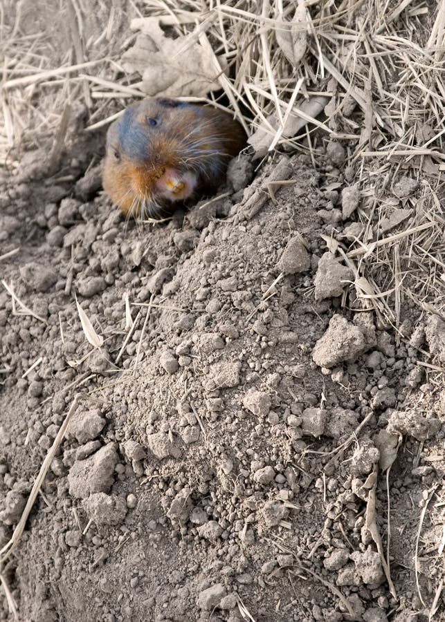 A Pocket Gopher, Thomomys bottae, peeks from his hole (1316). A Pocket Gopher, Thomomys bottae, peeks from his hole (1316)