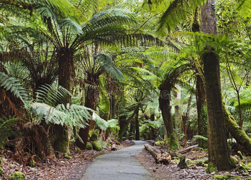 Australia Tasmania Mt Field national park green woods with easy disabled access wheelchair suitable walk way to local attractions under fern trees. Australia Tasmania Mt Field national park green woods with easy disabled access wheelchair suitable walk way to local attractions under fern trees