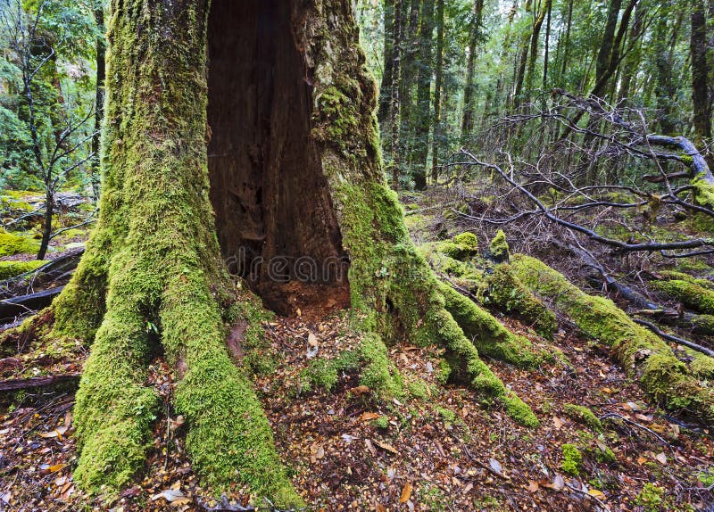 Australia Tasmania franklin river national park wild rainforest walking track giant hollow tree green of moss. Australia Tasmania franklin river national park wild rainforest walking track giant hollow tree green of moss