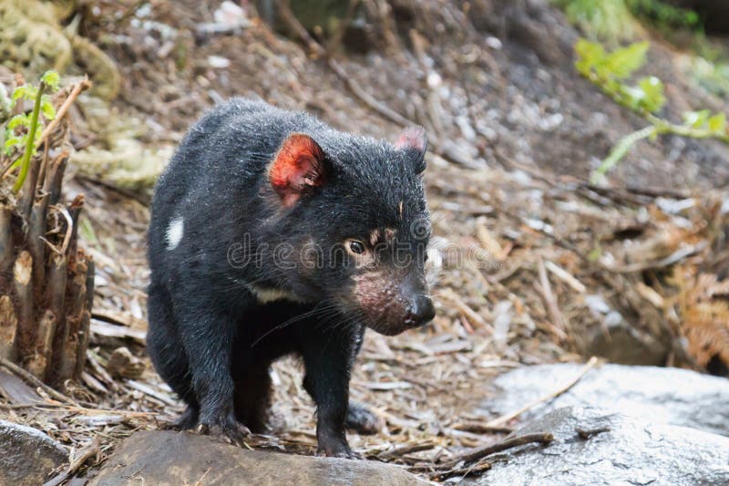 Tasmanian Devil