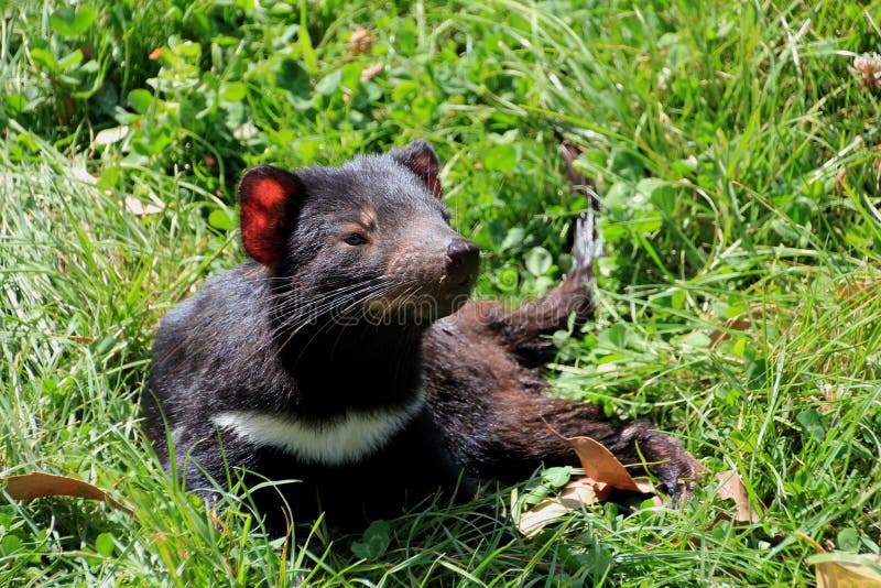Tasmanian devil stock photo. Image of bite, omnivore - 61891850