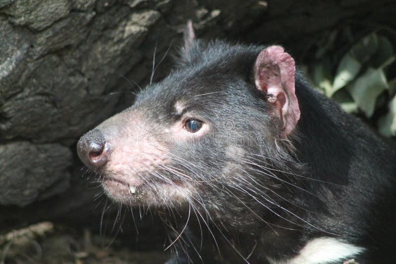 Tasmanian Devil Eating stock photo. Image of endangered - 83572006