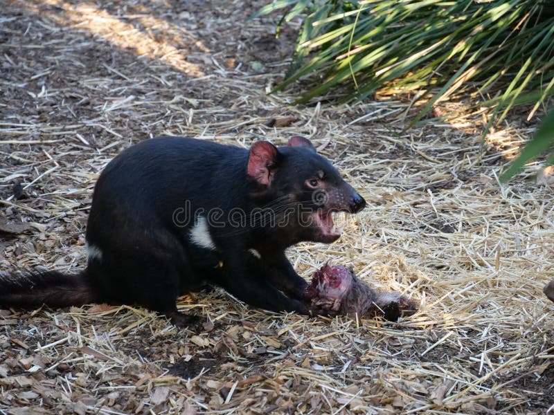 Tasmanian Devil Eating Snake