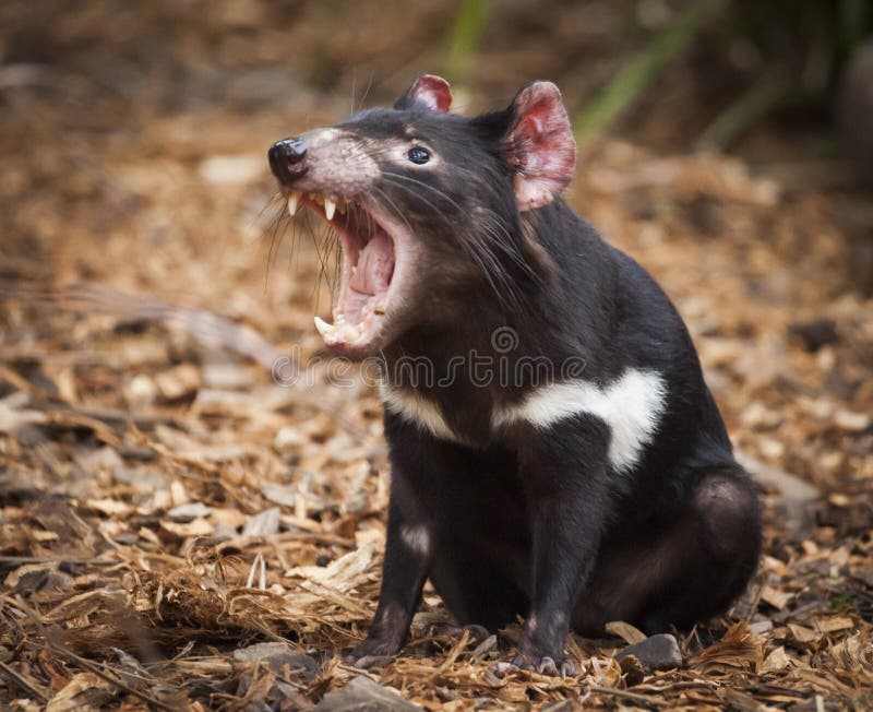 Tasmanian Devil Fang Roar. Carnivorous marsupial.