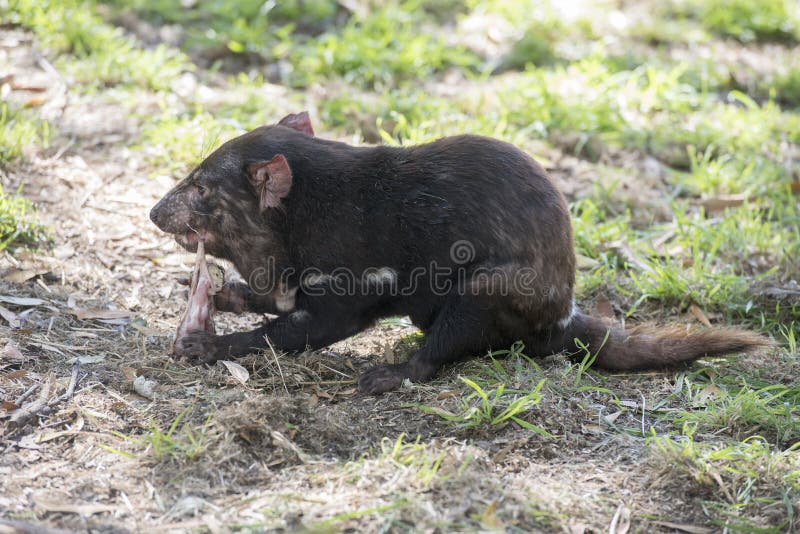 Tasmanian devil stock image. Image of australia, teeth - 34202261