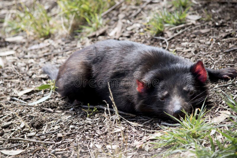 The Tasmanian Devil is Resting in the Grass Stock Photo - Image of