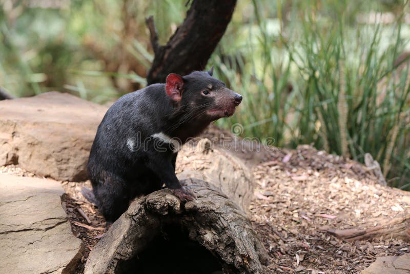Tasmanian Devil stock photo. Image of aussie, dangerous - 28727700