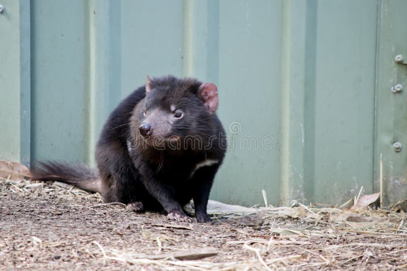 The Tasmanian Devil is the Size of a Dog with Black Fur , Pink Ears and