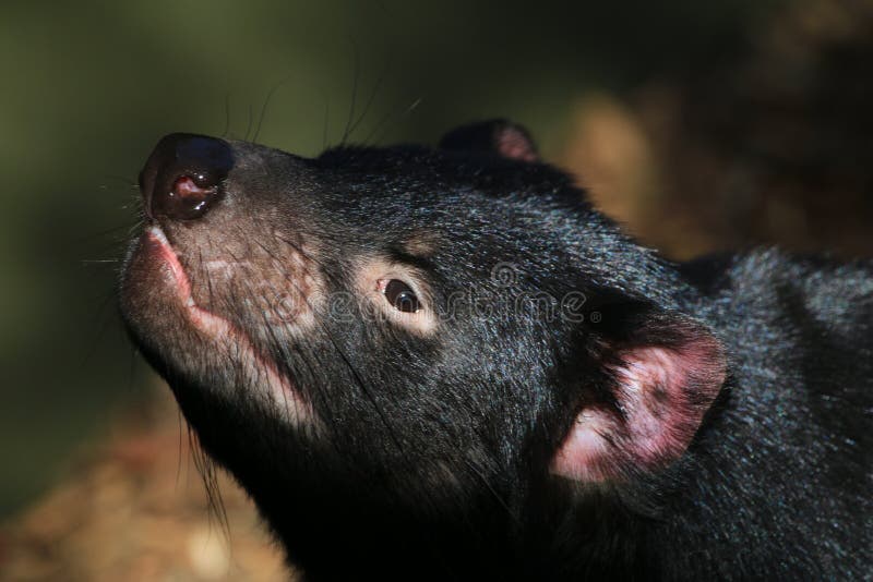 Tasmanian Devil stock photo. Image of endangered, wilderness - 43738458