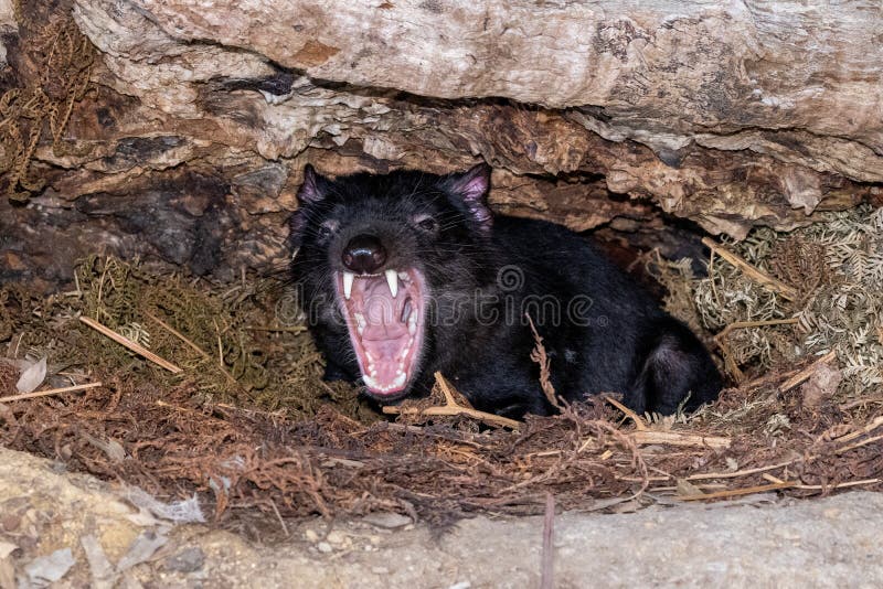 Tasmanian Devil stock image. Image of carnivore, marsupial - 215039829