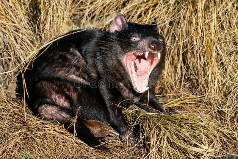 Tasmanian Devil in Yellow Grass with Open Mouth Showing Teeths Stock